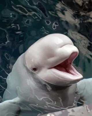Beluga Whale Paint By Numbers 