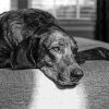 Black And White Plott Hound Paint By Numbers