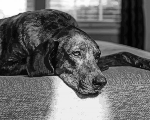 Black And White Plott Hound Paint By Numbers