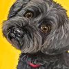 Black Cockapoo Art Paint By Numbers