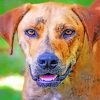 Plott Hound Dog Paint By Numbers