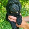 Black Cockapoo Puppy Paint By Numbers