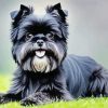 Cute Affenpinscher Paint By Numbers