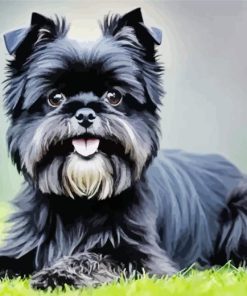 Cute Affenpinscher Paint By Numbers