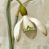 White Galanthus Flower Paint By Numbers