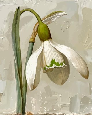 White Galanthus Flower Paint By Numbers