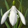 Galanthus Flower Paint By Numbers