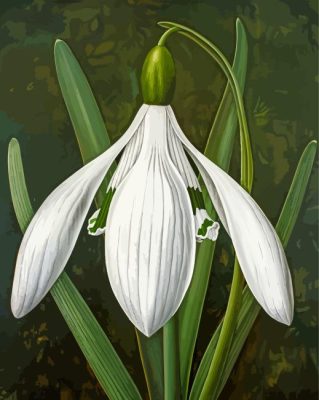 Galanthus Flower Paint By Numbers 