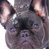 Black French Bulldog In Snow Paint By Number