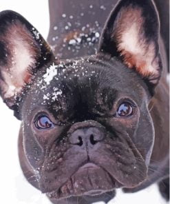 Black French Bulldog In Snow Paint By Number