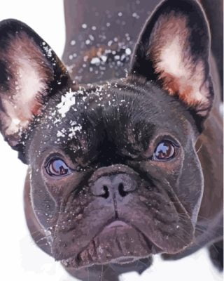 Black French Bulldog In Snow Paint By Number