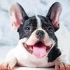 Happy French Bulldog Paint By Numbers