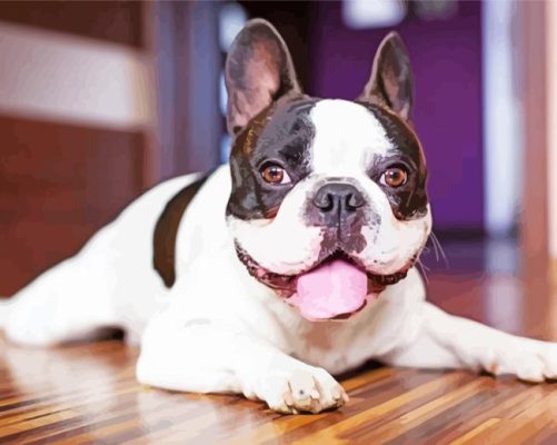 French Bulldog Animal Paint By Number