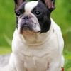 Black And White French Bulldog Paint By Number