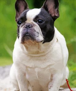 Black And White French Bulldog Paint By Number