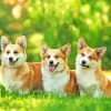 Corgi Dogs Paint By Number