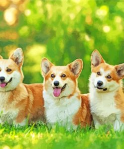 Corgi Dogs Paint By Number