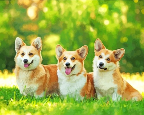 Corgi Dogs Paint By Number