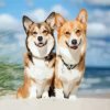 Corgis Puppies Animals Paint By Number