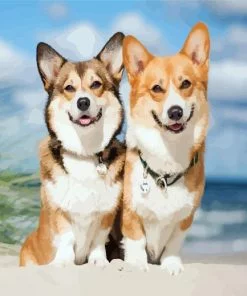 Corgis Puppies Animals Paint By Number