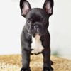 French Bulldog In Black And White Paint By Number
