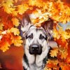 German Shepherd Fall Paint By Number