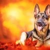 German Shepherd Autumn Paint By Number