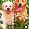 Golden Retrievers With Daisies Paint By Number