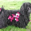 Puli Sheepdog Paint By Number