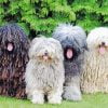 Puli Sheepdogs Paint By Number