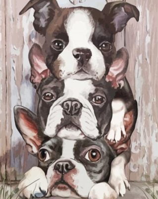 Three Boston Terriers Paint By Number