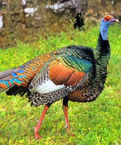 Turkey Bird Paint By Number