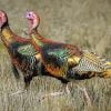 Two Turkey Birds Paint By Number