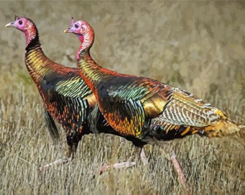 Two Turkey Birds Paint By Numbers