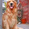 Aesthetic Golden Retriever Paint By Number