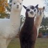 Alpaca And Llama Paint By Number