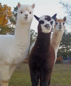 Alpaca And Llama Paint By Number