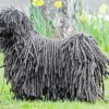Black Puli Sheepdog Paint By Numbers art