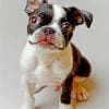 Boston Terrier Dog Paint By Number