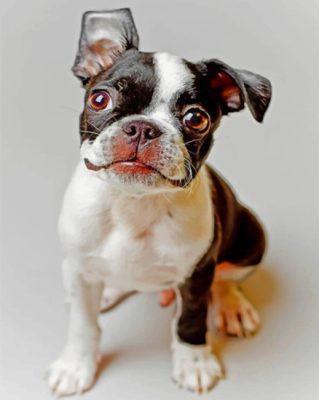 Boston Terrier Dog Paint By Number