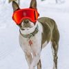 Boston Terrier In The Snow Paint By Number