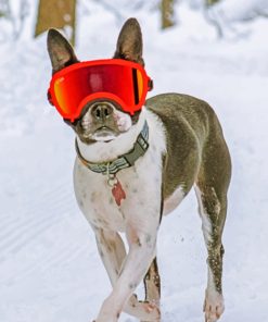 Boston Terrier In The Snow Paint By Number