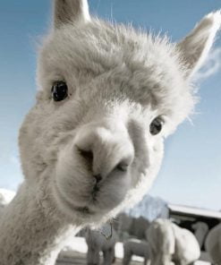 Cute Alpaca Paint By Numbers art