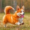 Cute Corgi Paint By Number