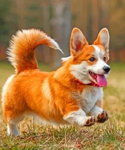 Cute Corgi Paint By Number