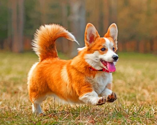 Cute Corgi Paint By Number
