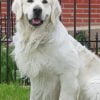 English Cream Golden Retriever Paint By Number