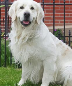 English Cream Golden Retriever Paint By Number