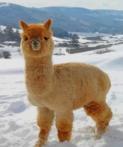 Fluffy Baby Alpaca Paint By Number