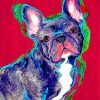 French Bulldog Paint By Number